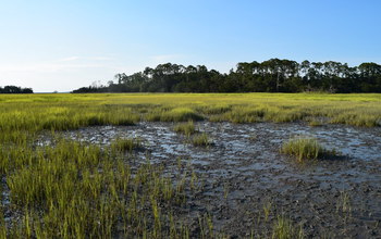 Ribbed mussels support salt marsh grasses during a 2016 drought at Sapelo Island, Georgia.